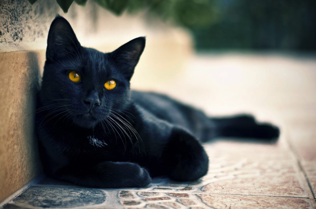 Приметы про черных кошек