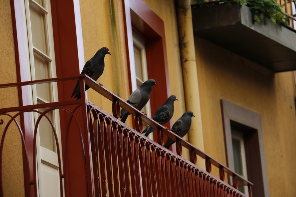 голубь залетел на балкон примета 