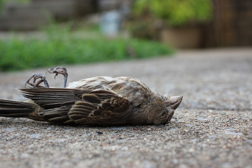 Приметы про мертвую птицу 