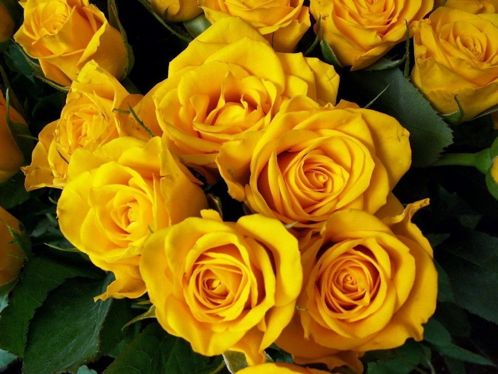 букет из желтых роз 