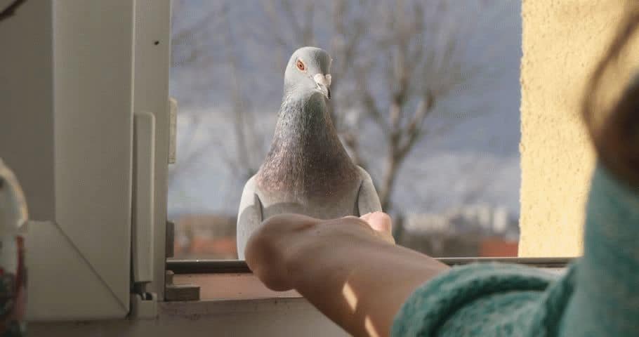 Примета, если голубь залетел в окно 