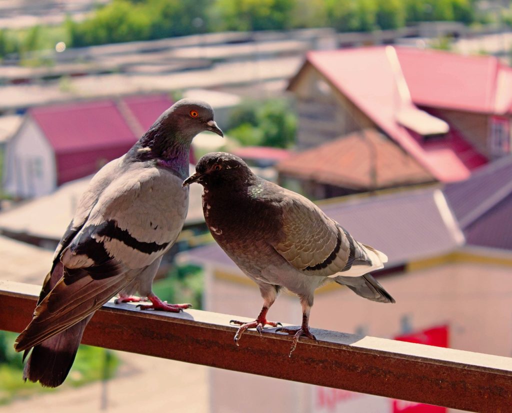 примета голубь залетел на балкон 
