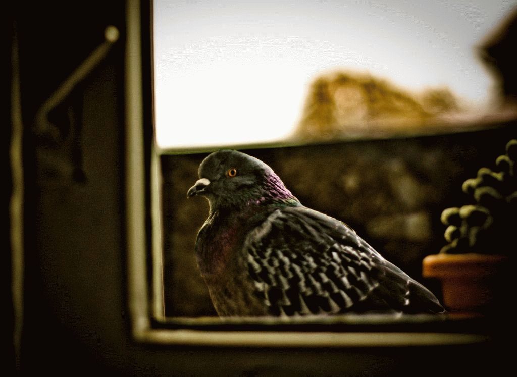 голубь стучится в окно примета 