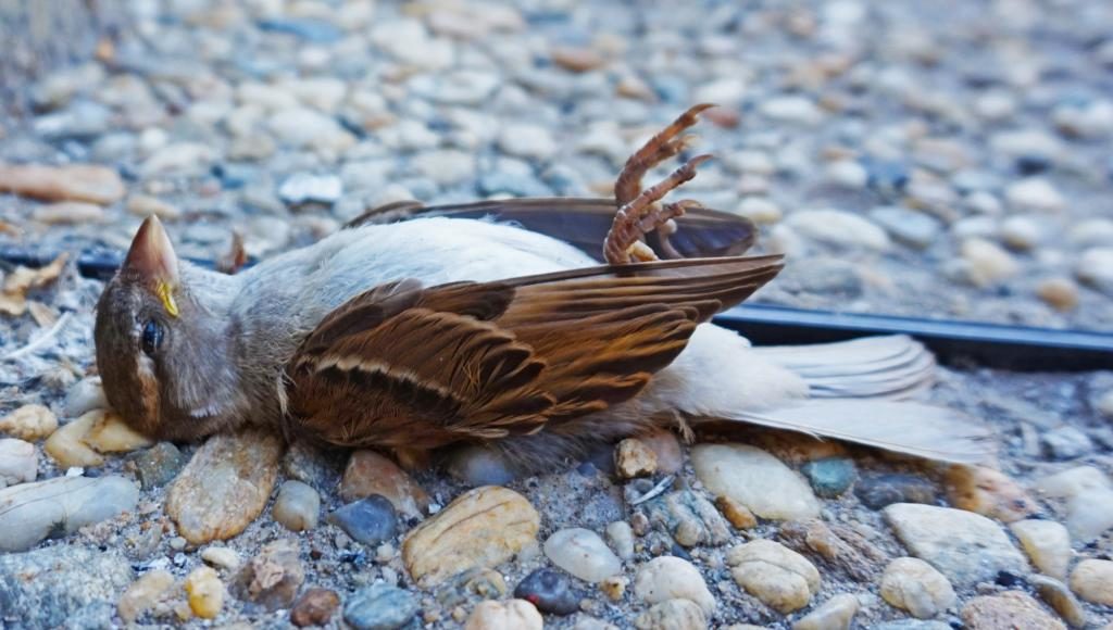 мертвая птица на дороге