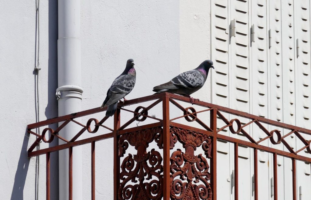 примета голубь залетел на балкон толкование 