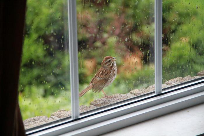 Примета, если птица стучит в окно - что делать 