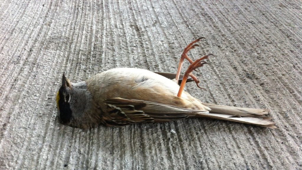 мертвая птица в огороде