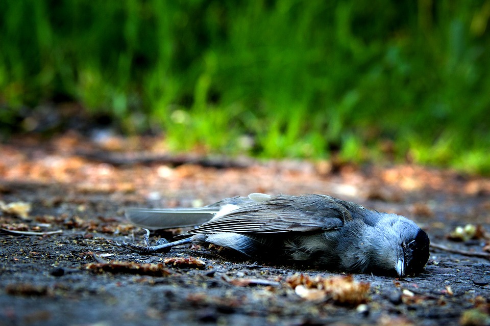 приметы про мертвую птицу