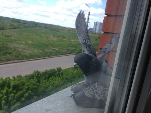 Примета голубь ударился в окно 