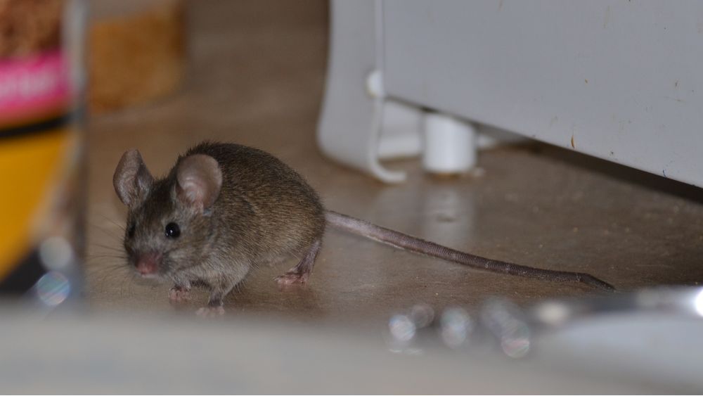 народная примета, мышь завелась в доме