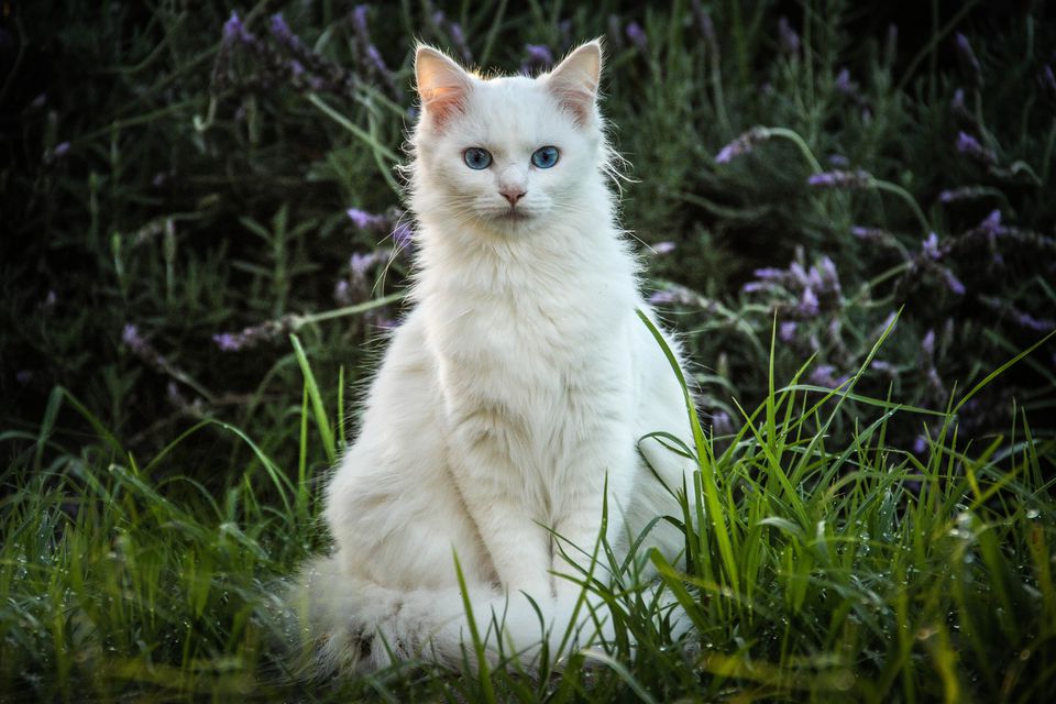 приметы про белую кошку 