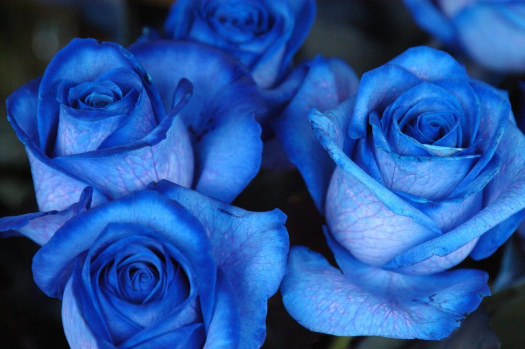 приметы про синие розы