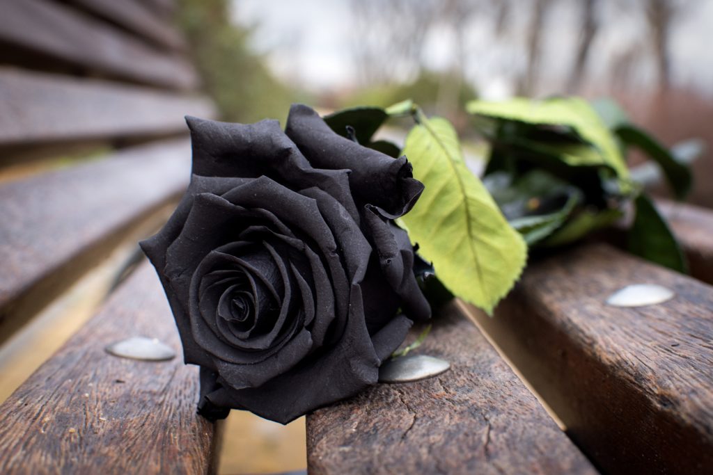 приметы про черные розы