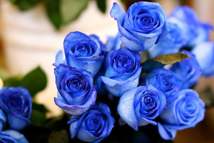 суеверия про синие розы