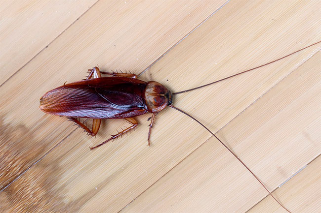 значение приметы про тараканов в доме 