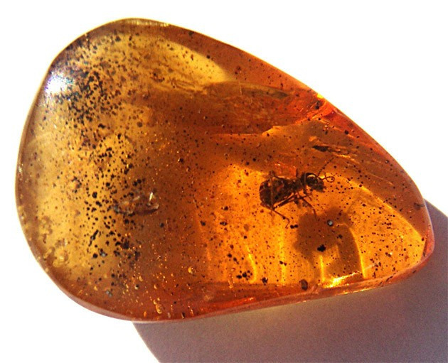 камень с муравьем